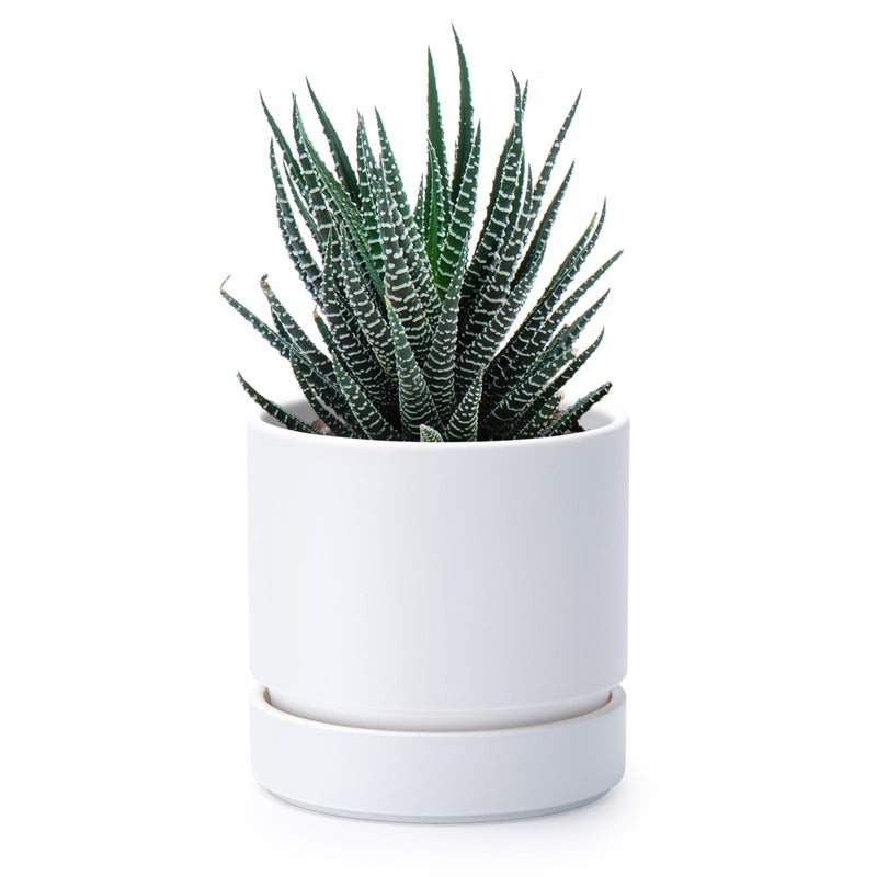 Phoenix Vine 4 Inch Planter Pot with Drainage Hole & Saucer, Deep Water Catch Tray, Straight Cylindrical Round Pot for Plants, Matte White, Pack of 1, 23-B-R-1 - Image 1
