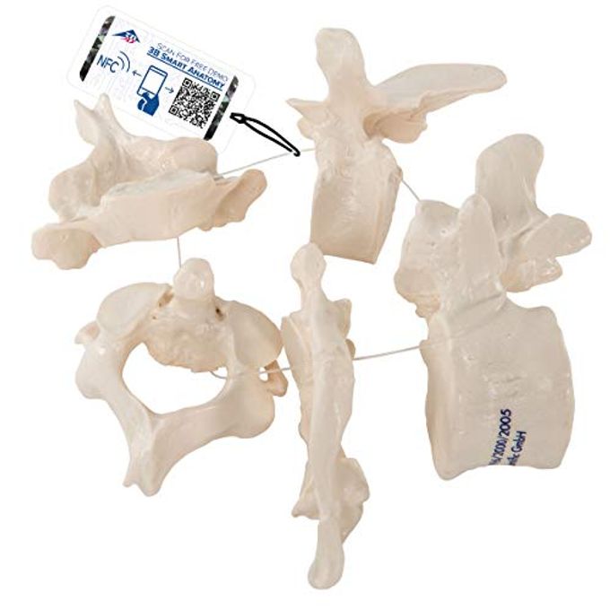 3B Scientific A75/1 5 Vertebrae 3B Smart Anatomy - Image 4