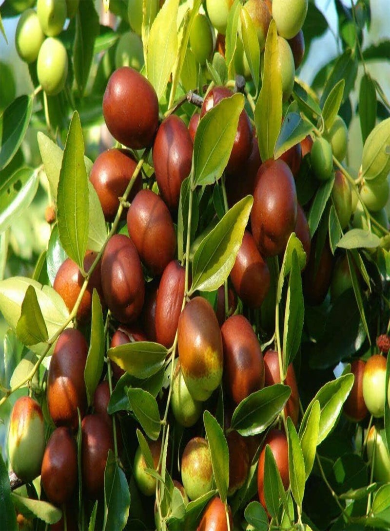 GGOOT Jujube Red Chinese Date Ziziphus Jujuba 10 Seeds - Image 1