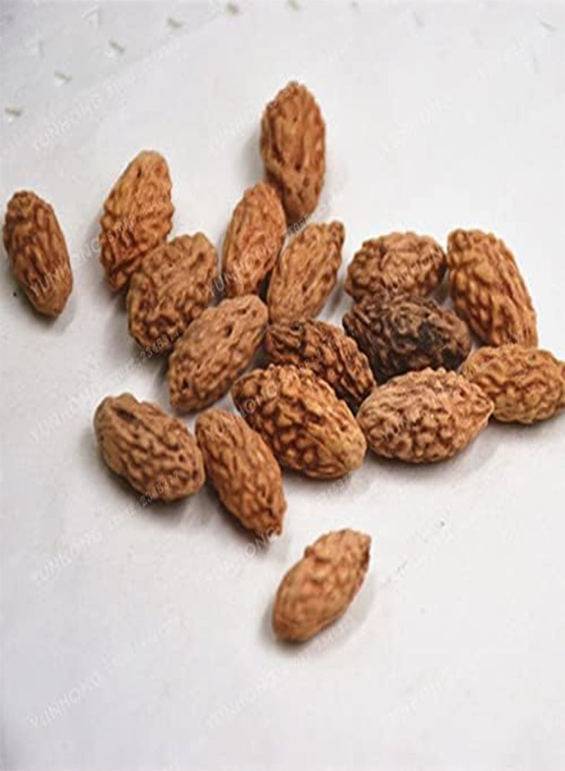 GGOOT Jujube Red Chinese Date Ziziphus Jujuba 10 Seeds - Image 2