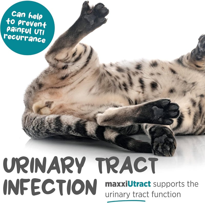 maxxipaws maxxiUtract Urinary Tract and Bladder Support, Powder Form Supplement for Cats, 90 g - Image 3