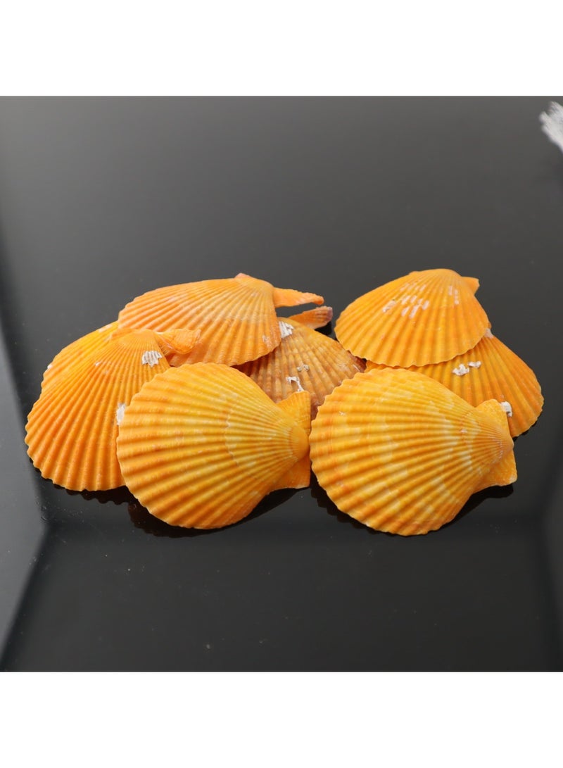 مجموعة صدف طبيعي لاحواض اسماك الزينة و التيراريوم