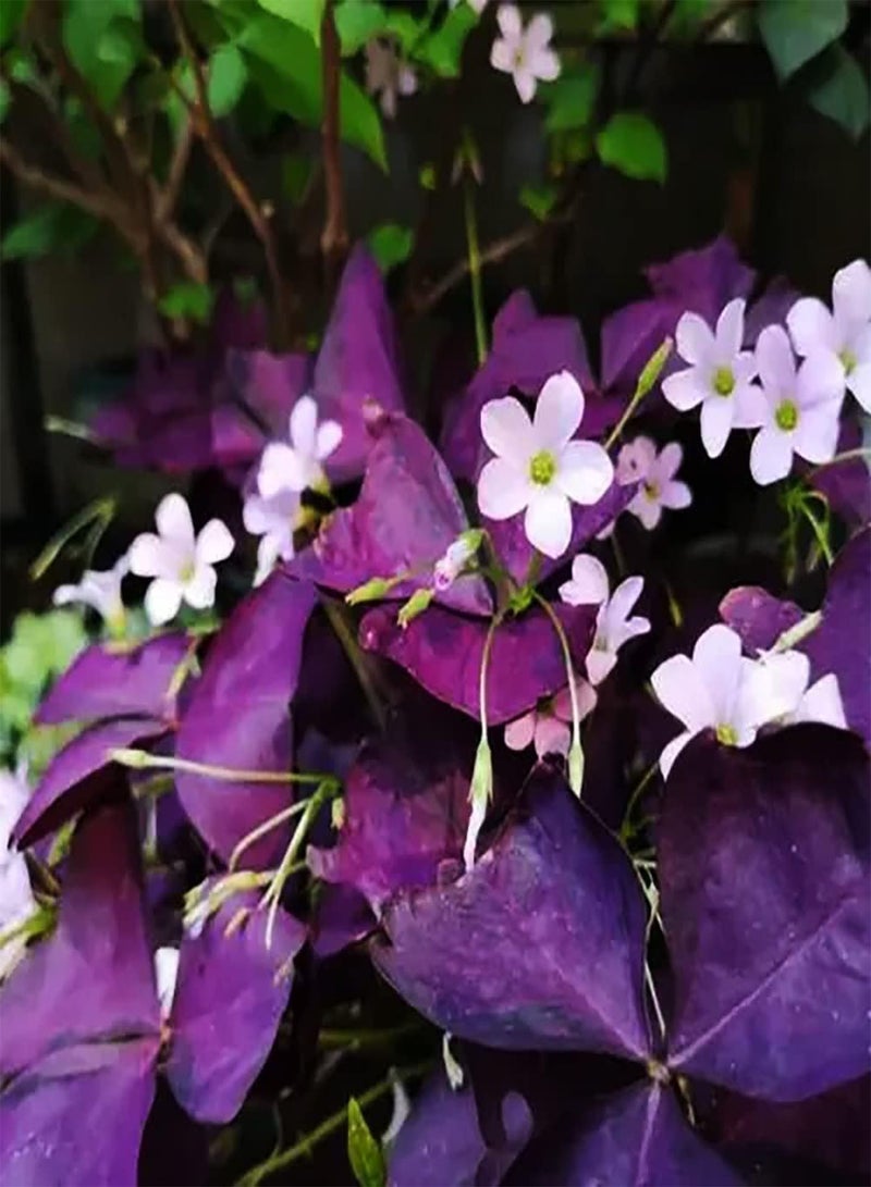 10 White Oxalis seeds are very ornamental flowers that are planted in small containers or on windowsills to create a relaxing atmosphere and are loved by people