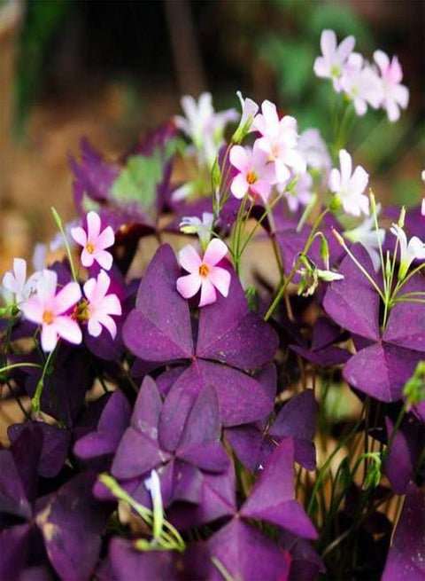 10 White Oxalis seeds are very ornamental flowers that are planted in small containers or on windowsills to create a relaxing atmosphere and are loved by people