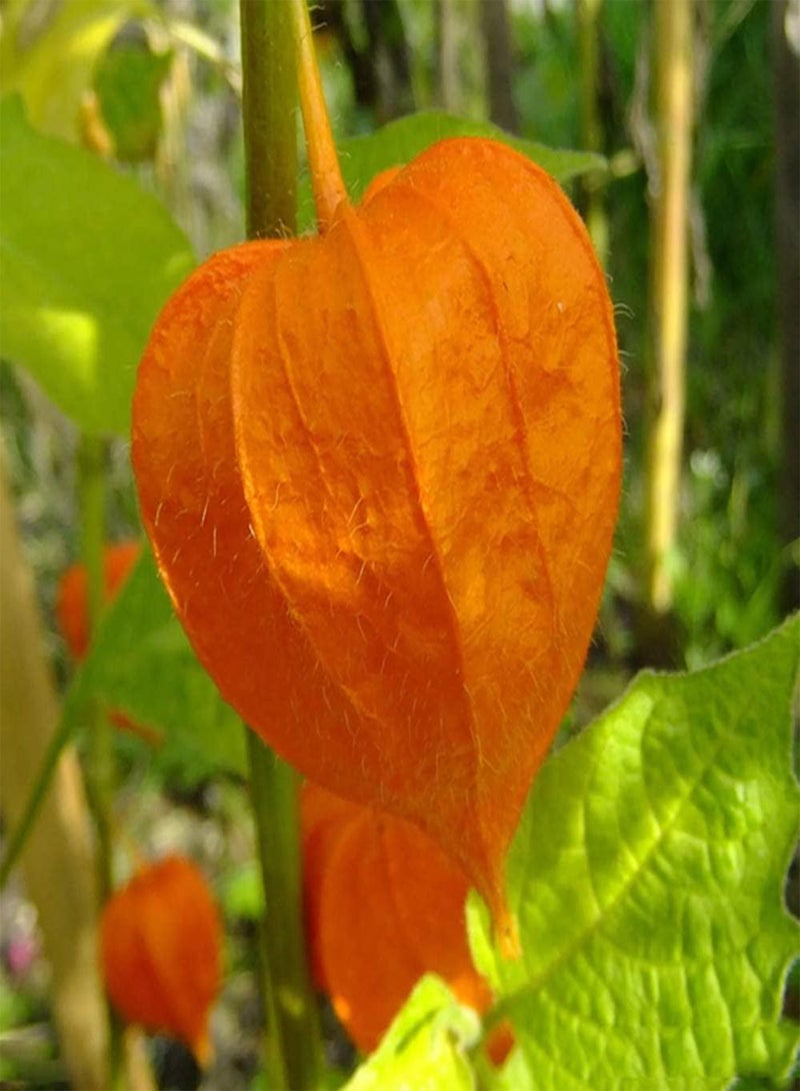 جي جوت 50 قطعة من بذور نبات فيزاليس بيروفيانا الأحمر الصغير الساحر للزراعة في مزارع الحدائق، يتميز بمظهر فريد جميل، وهو من الفواكه الزينة الشائعة - Image 2