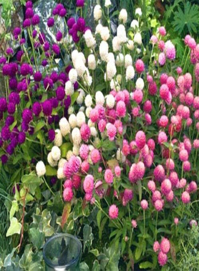 GGOOT 120 Seeds of Gomphrena Mix (Gomphrena Globosa) - Image 1