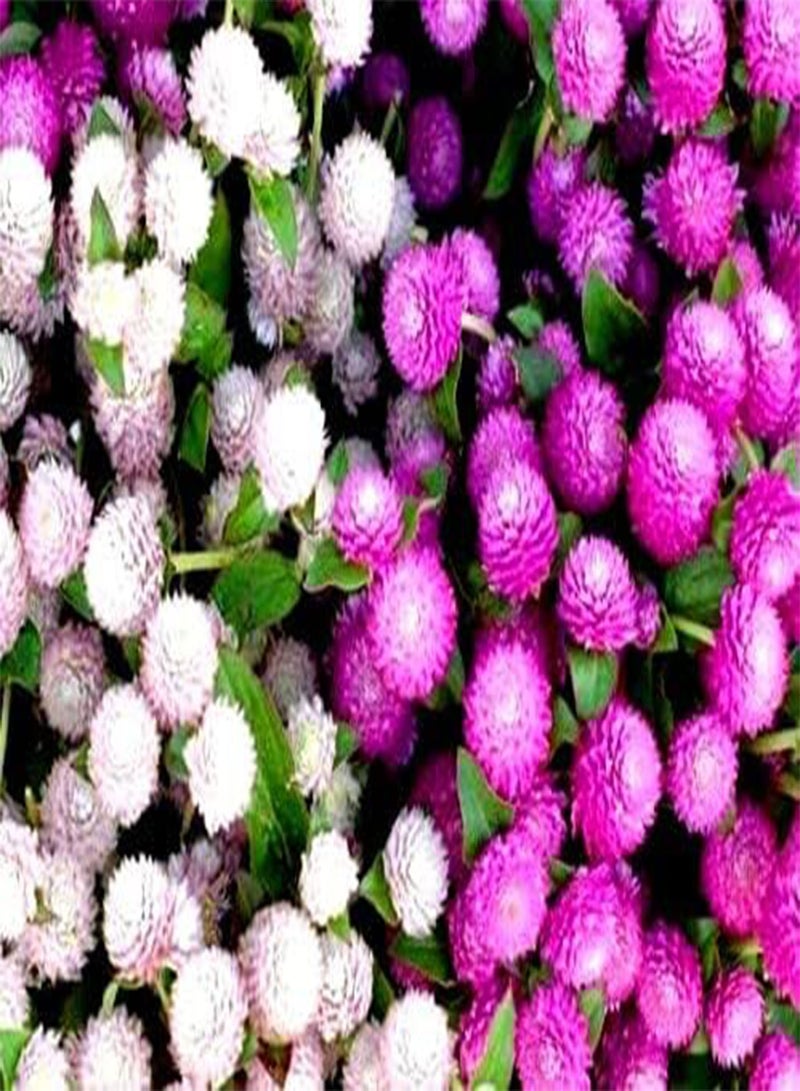 GGOOT 120 Seeds of Gomphrena Mix (Gomphrena Globosa) - Image 2