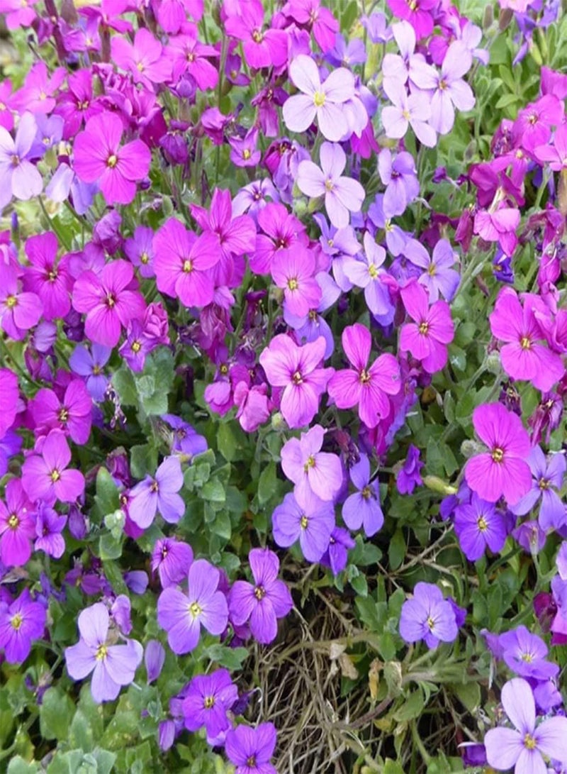 GGOOT 50 Mix Aubrieta Seeds Ground Cover Rock Garden Flower Nana Compacta Apline Plant - Image 3