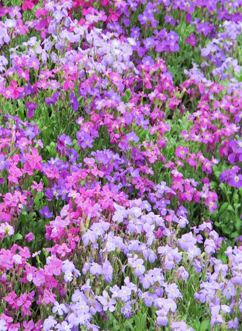 GGOOT 50 Mix Aubrieta Seeds Ground Cover Rock Garden Flower Nana Compacta Apline Plant - Image 1