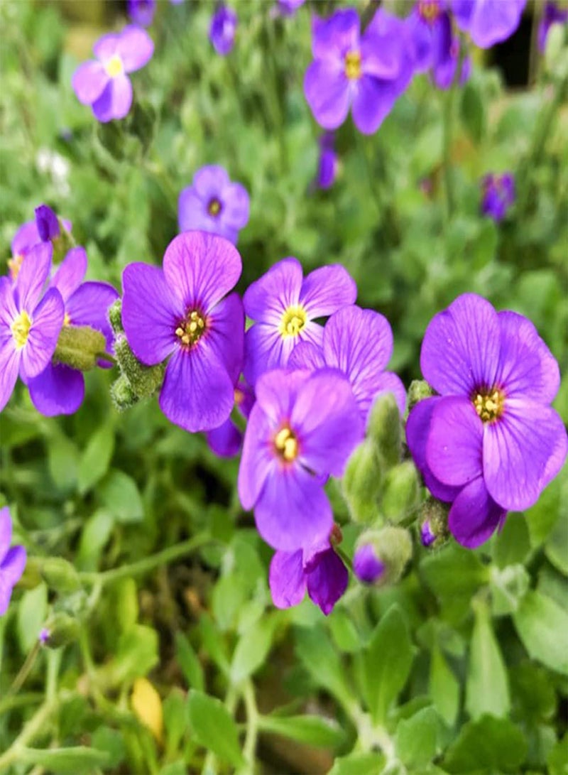 GGOOT 50 Mix Aubrieta Seeds Ground Cover Rock Garden Flower Nana Compacta Apline Plant - Image 2