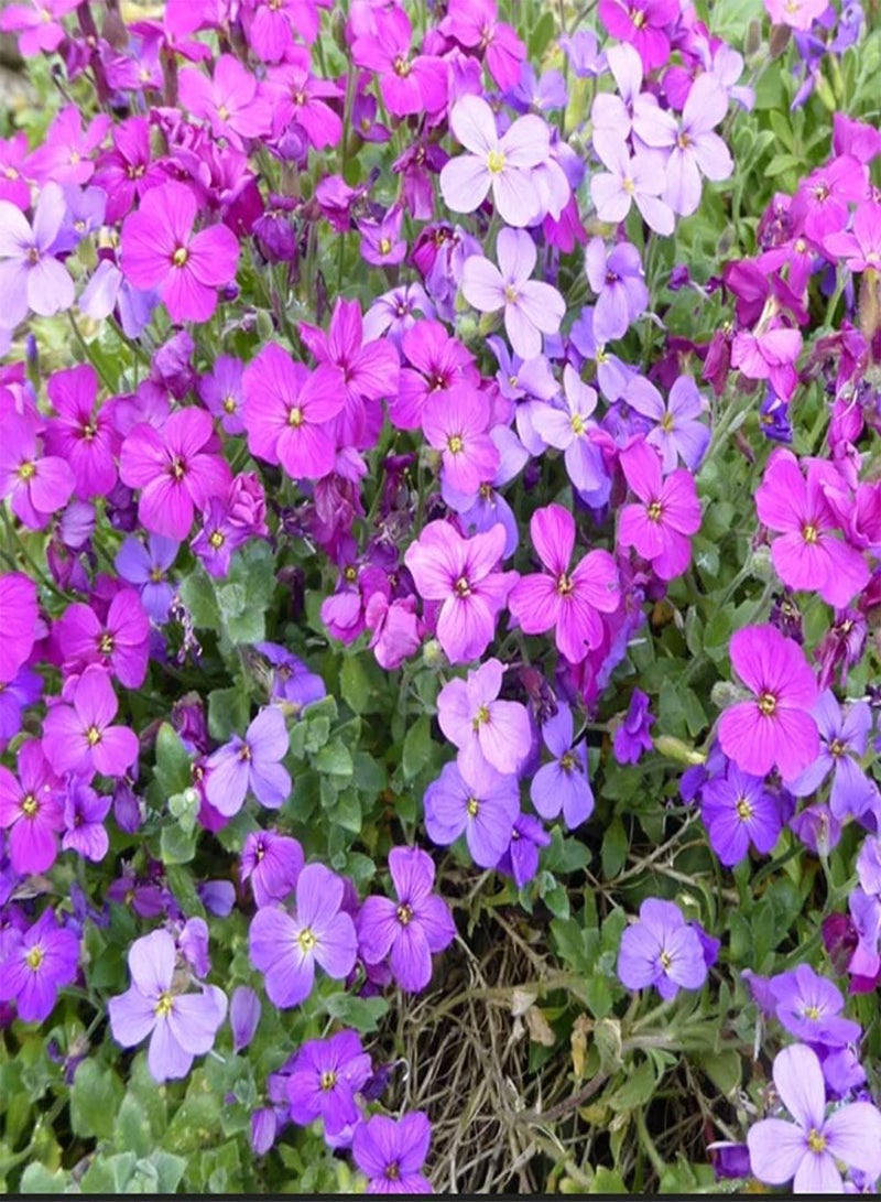 GGOOT 50 Mix Aubrieta Seeds Ground Cover Rock Garden Flower Nana Compacta Apline Plant - Image 4