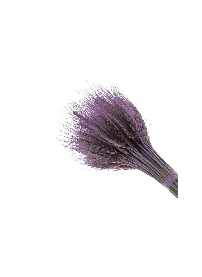 Fancy Fancy Dried Wheat Grass Bouquet Natural Dried Flower  LAVENDER  - Image 5