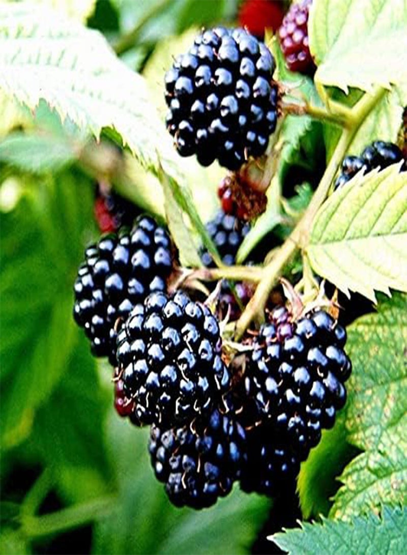GGOOT Thornless BlackBerry (50+ Seeds) Organically UK Grown 2022 - Image 3