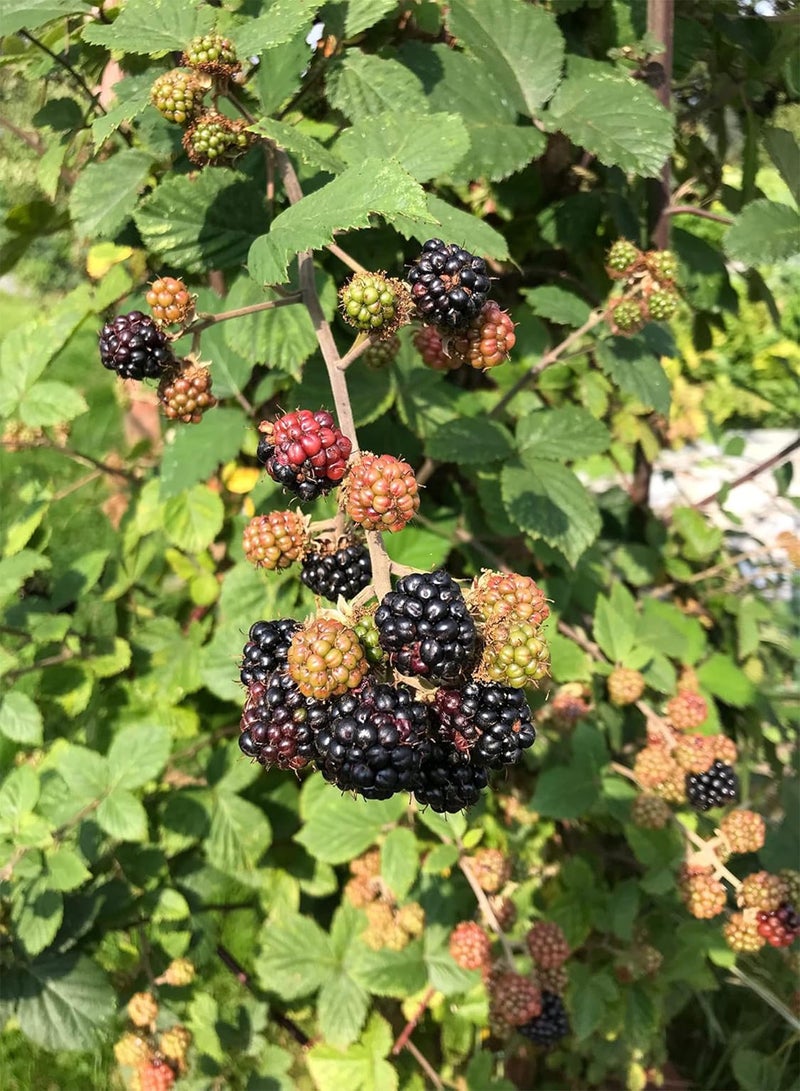 GGOOT Thornless BlackBerry (50+ Seeds) Organically UK Grown 2022 - Image 2