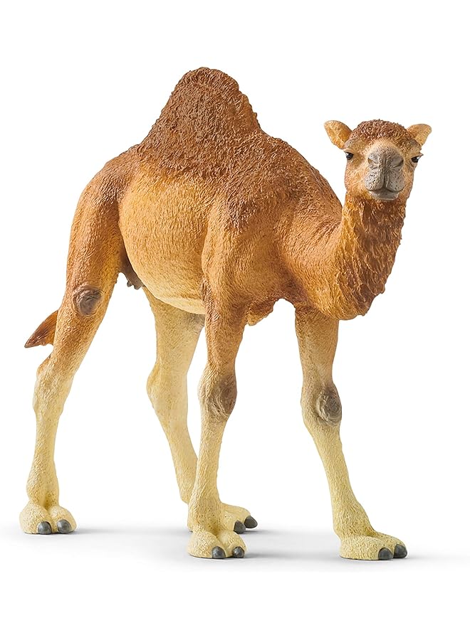 شليتش الجمل العربي - Image 1