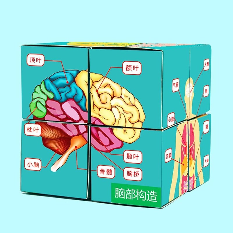 مكعب أعضاء جسم الإنسان أداة دراسة التشريح نموذج عرض لفصل العلوم - Image 4