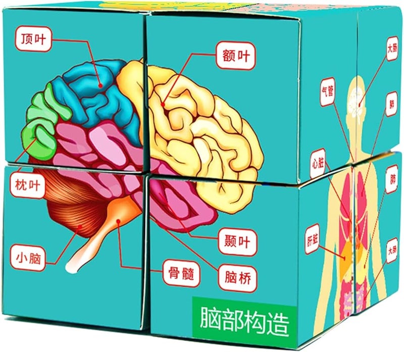 مكعب أعضاء جسم الإنسان أداة دراسة التشريح نموذج عرض لفصل العلوم - Image 2