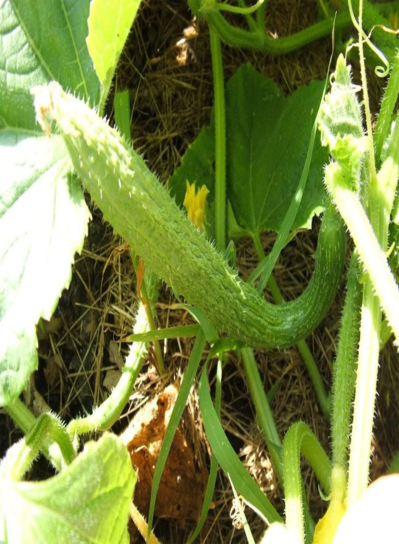 جي جوت بذور الخيار (PKD) كوكوميس ساتيفوس (سويو لونغ، 200 بذرة)