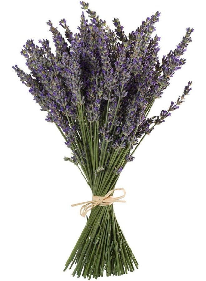 TooGet TooGet Natural Lavender Bundles, Freshly Harvested 200+ Stems Dried Lavender Bunch 16" - 18" Long, Decorative Flowers Bouquet for Home Decor, Crafts, Gift, Wedding or Any Occasion  - Image 1