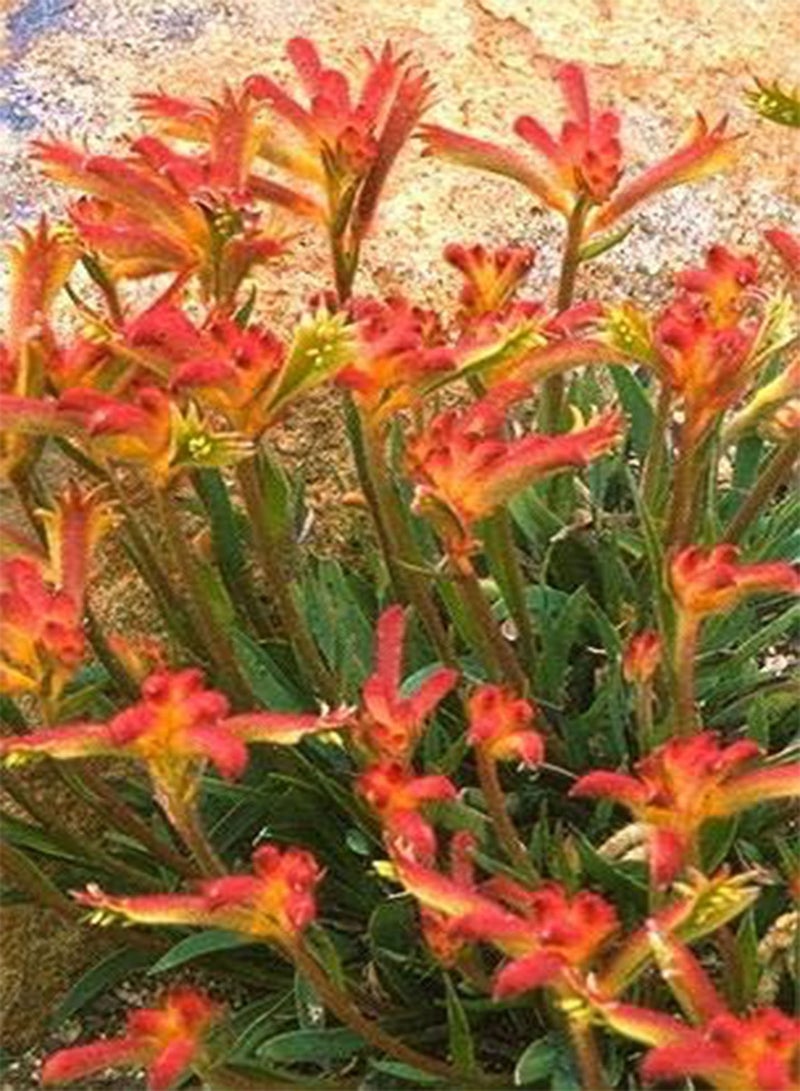 جي جوت 10 قطع من بذور زهرة مخلب الكنغر Anigganthos humilis! - Image 2