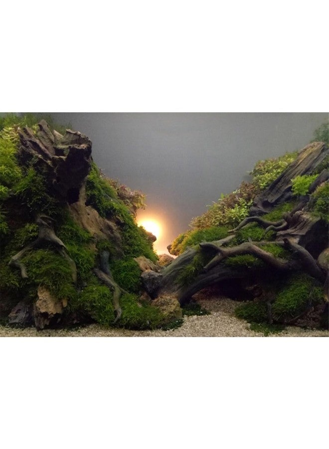 AWERT River Bed & Lake Aquarium Background Sunshine Aquatic Plant Fish Tank Background Vinyl 48x20 inches - Image 1
