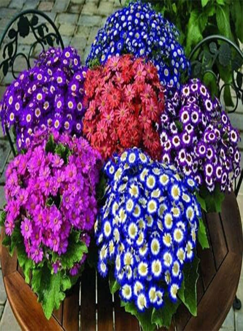 GGOOT Fresh Seeds - Cineraria Hybrida Dwarf Mix - 200 Seeds - Senecio hybridus Nana Masterpiece