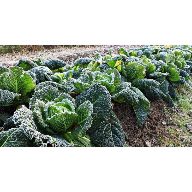 Savory Cabbage Green Heirloom Vegetable for Planting - Image 2
