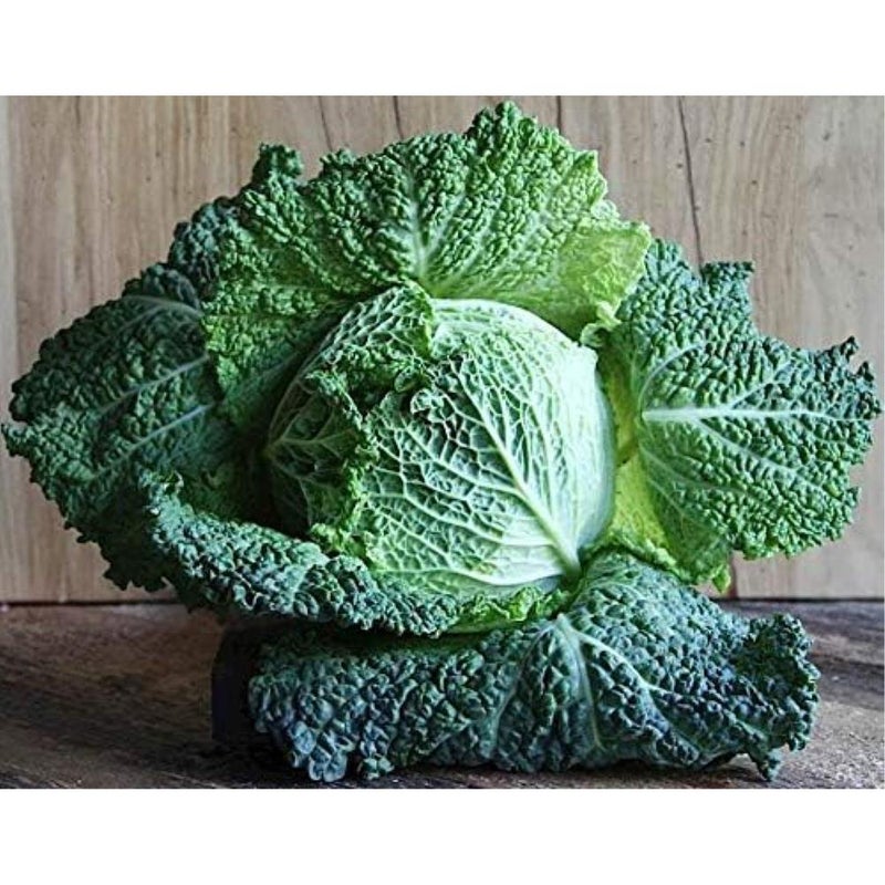 Savory Cabbage Green Heirloom Vegetable for Planting - Image 1