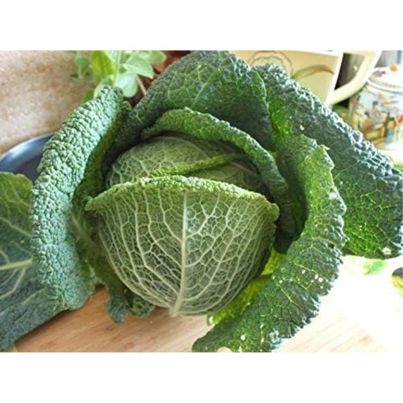 Savory Cabbage Green Heirloom Vegetable for Planting - Image 5