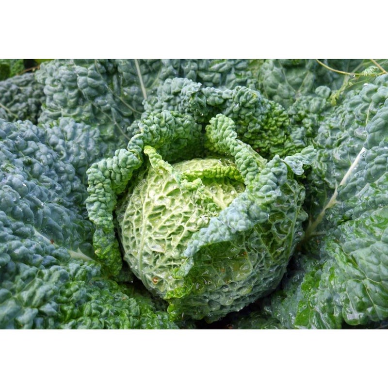 Savory Cabbage Green Heirloom Vegetable for Planting - Image 3