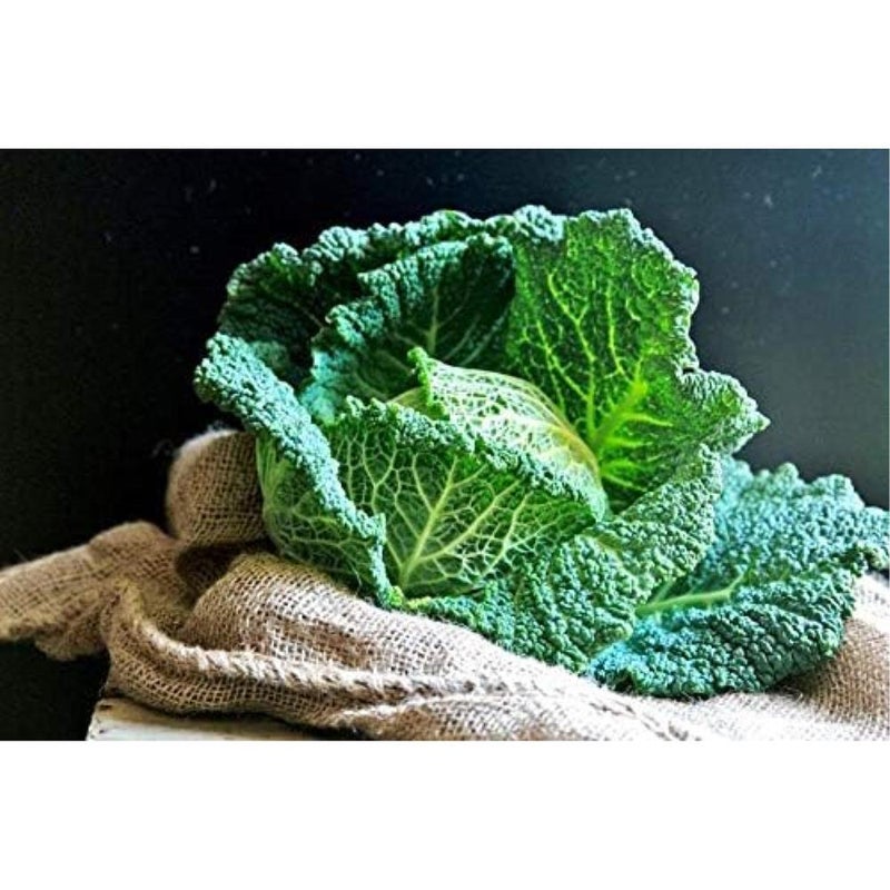 Savory Cabbage Green Heirloom Vegetable for Planting - Image 4