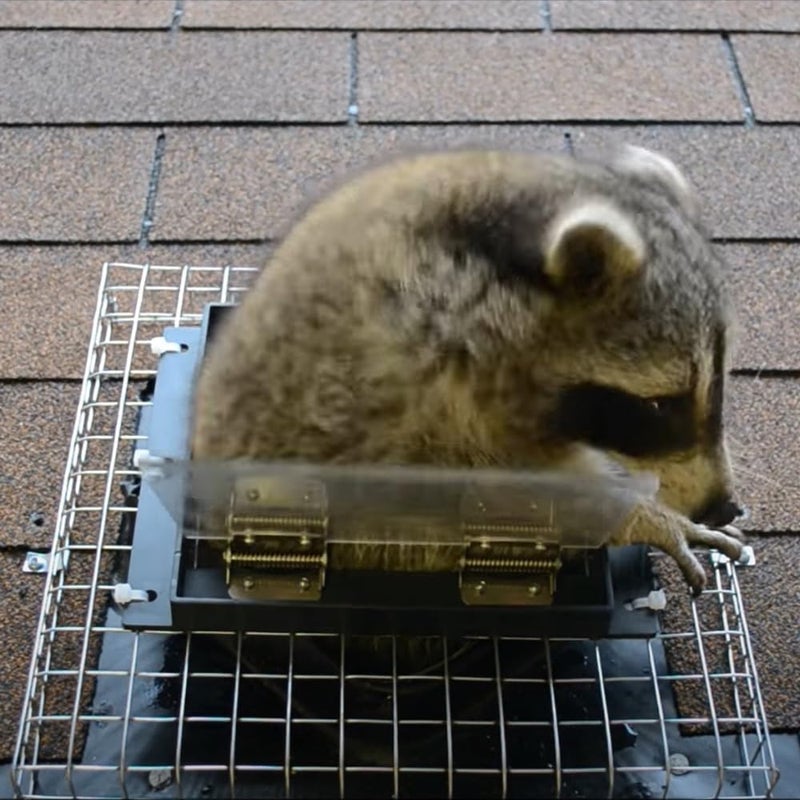 GROWLING Raccoon One Way Door â€“ Large Size, Humane, Contactless Animal Excluder Trap â€“ Raccoon One Way Eviction Door, Easy to Install & Weather-Resistant, Ideal for Squirrels, Skunks, Possums - Image 3