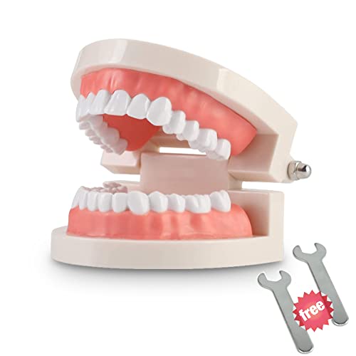 THINKPRICE 1 Pack Standard Teeth Model Adult Standard Typodont Demonstration Denture Model for Kids Dental Teaching, Clean Display, Education, Study (No Wisdom Teeth)(with 2 Fixed Wrench) - Image 1