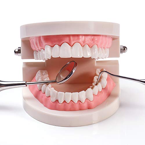THINKPRICE 1 Pack Standard Teeth Model Adult Standard Typodont Demonstration Denture Model for Kids Dental Teaching, Clean Display, Education, Study (No Wisdom Teeth)(with 2 Fixed Wrench) - Image 3