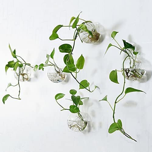 DZHJKIO Hanging Wall Planters Pack of 6 Glass Planter Pots Round Glass Flower Vases Hanging Propagation Station Glass Plant Hanger Terrariums Wall Hanging Plant Container - Image 4