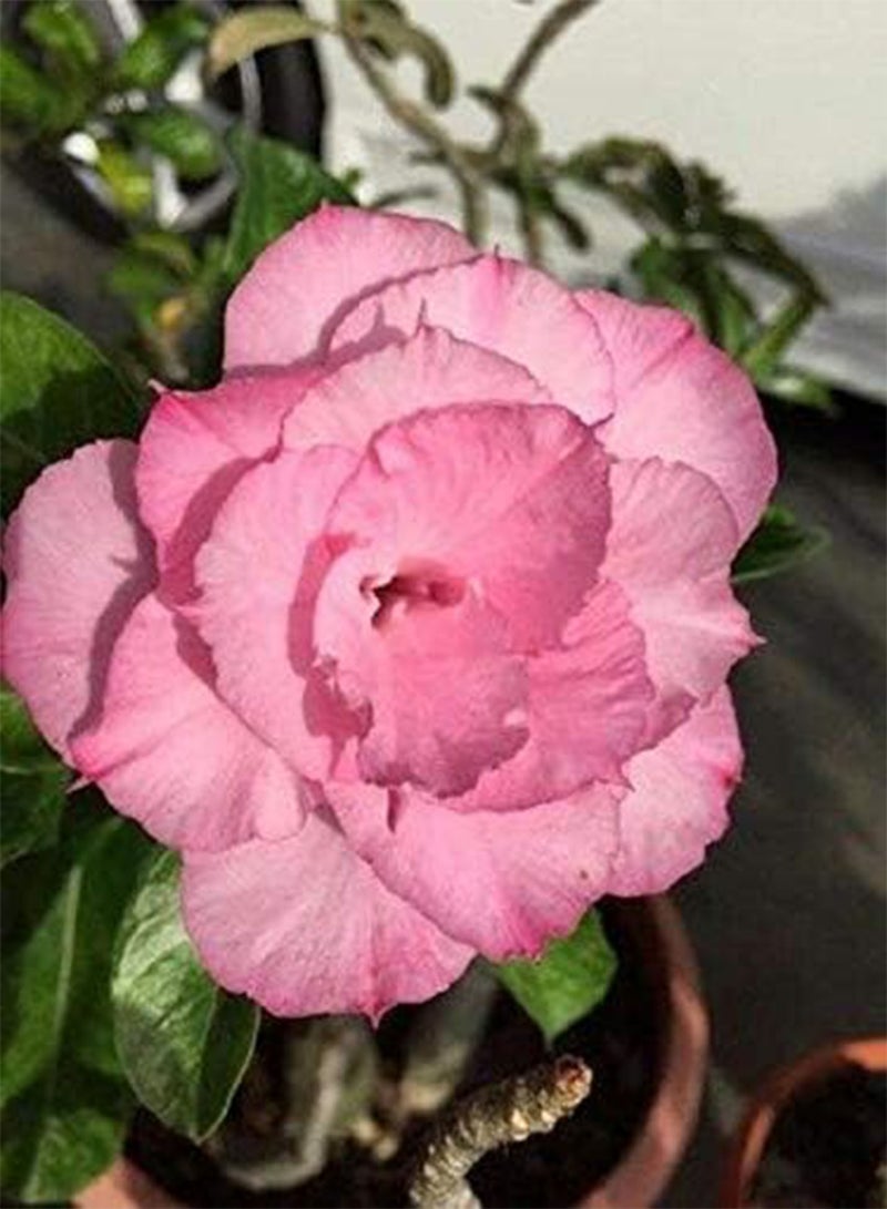 GGOOT seeds Fresh 2 Pcs Adenium Flower Seeds for Planting Light Pink 1