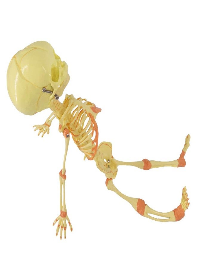EVOTECH SCIENTIFIC Human Fetus Skeleton, Single Head Human Newborn Baby Skeleton Model for Display Study Teaching and Medical Anatomy Learning, Students Learning Education Display Tool - Image 4