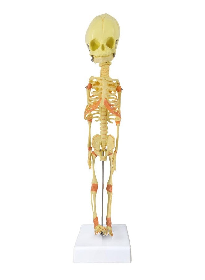 EVOTECH SCIENTIFIC Human Fetus Skeleton, Single Head Human Newborn Baby Skeleton Model for Display Study Teaching and Medical Anatomy Learning, Students Learning Education Display Tool - Image 1
