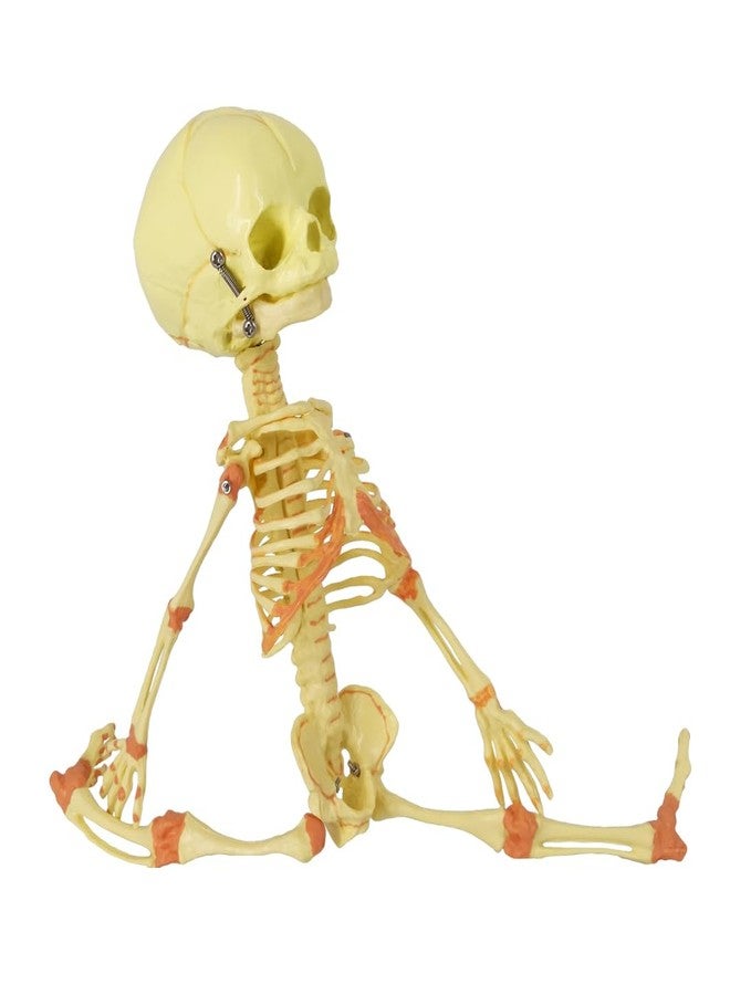 EVOTECH SCIENTIFIC Human Fetus Skeleton, Single Head Human Newborn Baby Skeleton Model for Display Study Teaching and Medical Anatomy Learning, Students Learning Education Display Tool - Image 3