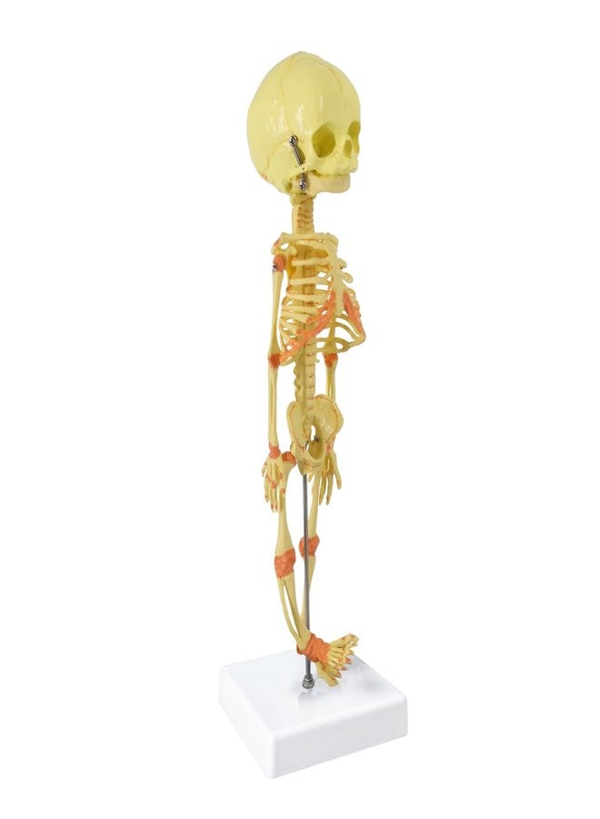 EVOTECH SCIENTIFIC Human Fetus Skeleton, Single Head Human Newborn Baby Skeleton Model for Display Study Teaching and Medical Anatomy Learning, Students Learning Education Display Tool - Image 2