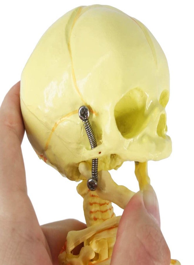 EVOTECH SCIENTIFIC Human Fetus Skeleton, Single Head Human Newborn Baby Skeleton Model for Display Study Teaching and Medical Anatomy Learning, Students Learning Education Display Tool - Image 5