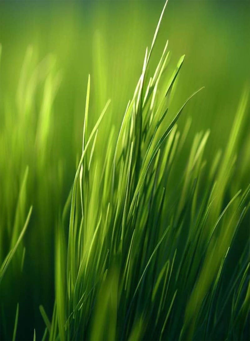 GGOOT Bahia, Bermuda, Grass Seeds for Lawn and Pasture, Livestock Grazing, Choose Color and Amount (1/2 g, Turf Bermuda Hulled & Coated) - Image 3