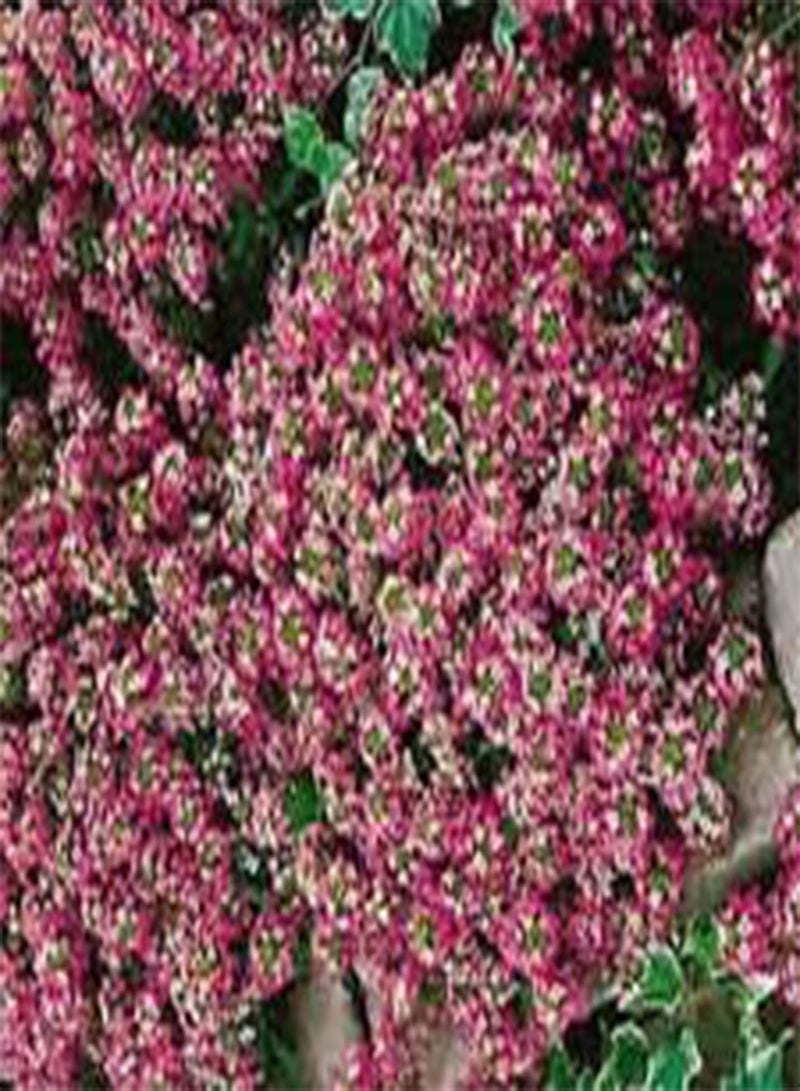 GGOOT Alyssum Rosie O'DAY Lobularia Maritima - 1,00 Bulk (PKD) Seeds