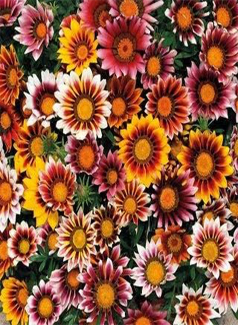 GGOOT seeds Fresh 100 pcs Gazania Flower seeds for Planting Mixed
