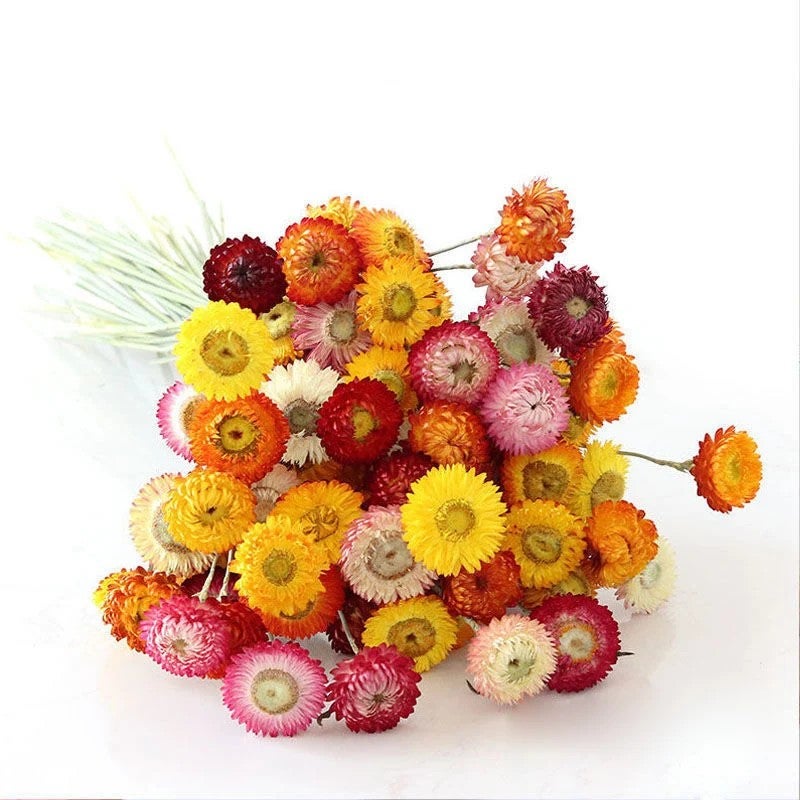 Bluejw Colorful Dried Flowers - Natural Chrysanthemum Daisy Flower Bouquet for Home Decor, Dried Plants Arrangement - Image 4