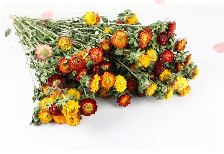 Bluejw Colorful Dried Flowers - Natural Chrysanthemum Daisy Flower Bouquet for Home Decor, Dried Plants Arrangement - Image 5