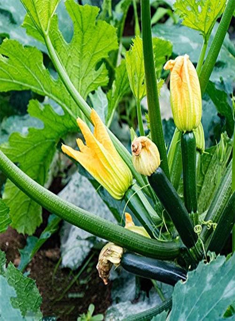 GGOOT Organic Natural Green Zucchini Vegetables Seeds 20Pcs - Image 1