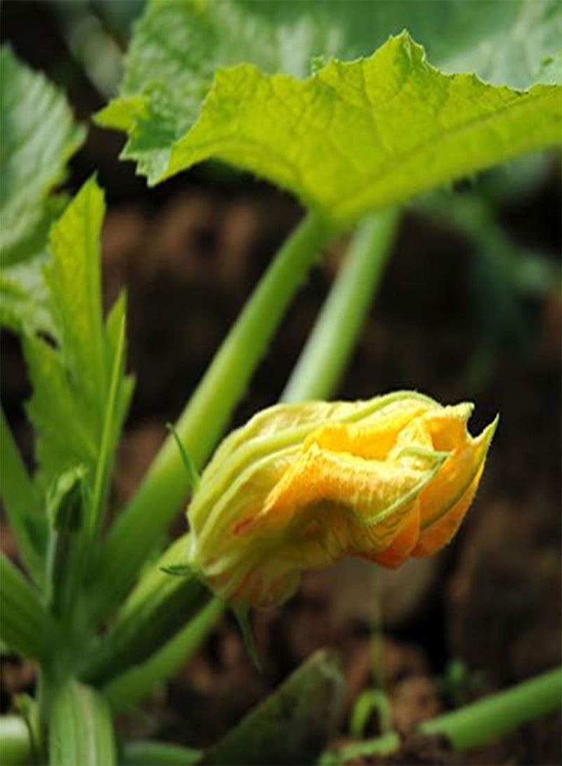 GGOOT Organic Natural Green Zucchini Vegetables Seeds 20Pcs - Image 2