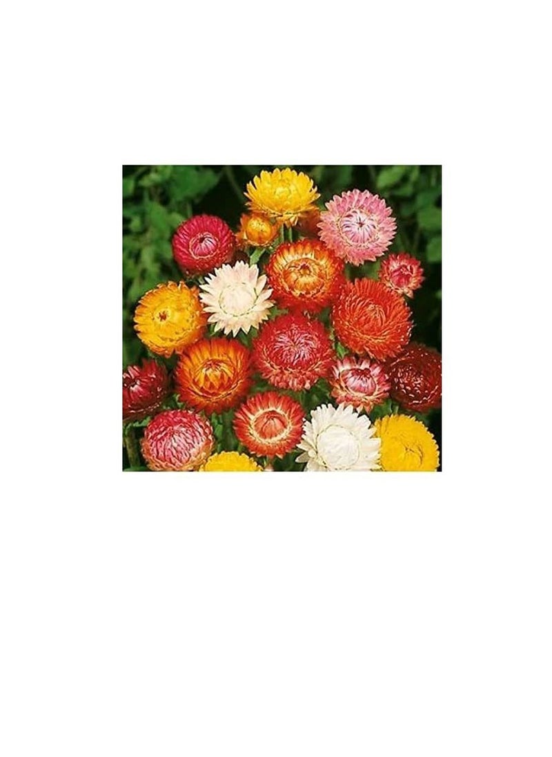 Euro Garden - Euro Garden Helichrisum Double Mix - Image 1
