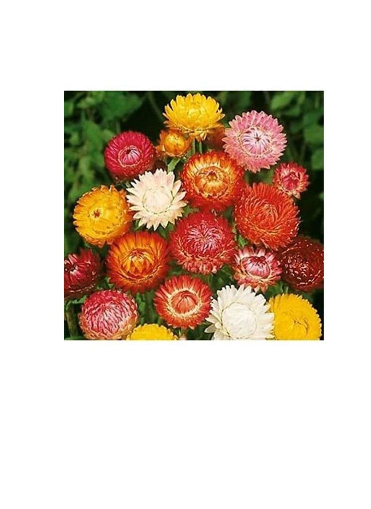 Euro Garden - Euro Garden Helichrisum Double Mix - Image 1